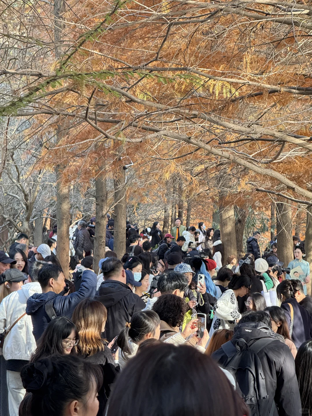 12.1实况！！今日南京梧桐大道…