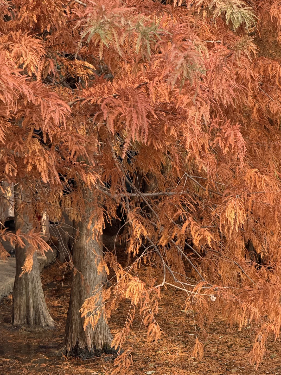 12.1实况！！今日南京梧桐大道…