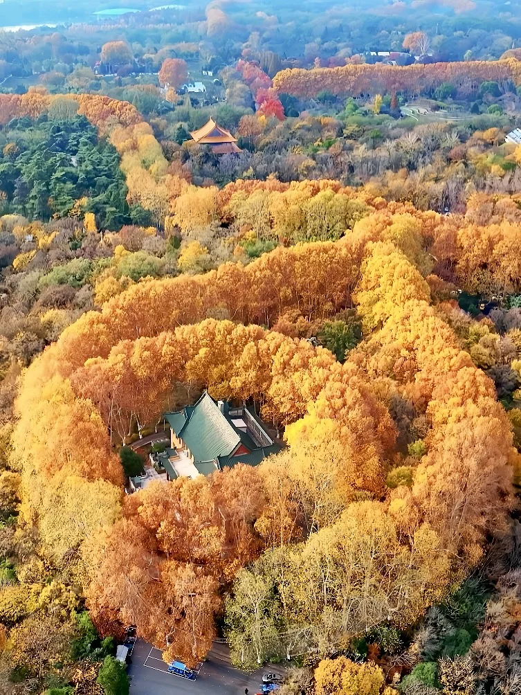 南京秋日封神‼️1️⃣8️⃣个出片机位朋友圈赞爆