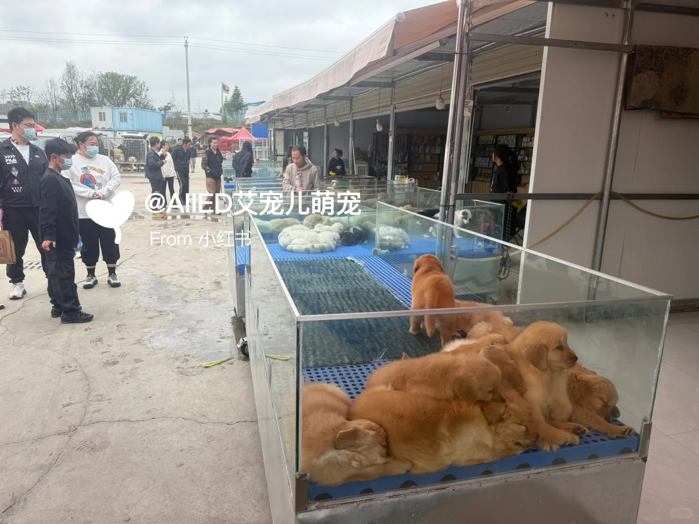 徐州超大宠物市场！买猫买狗一只也是批发价