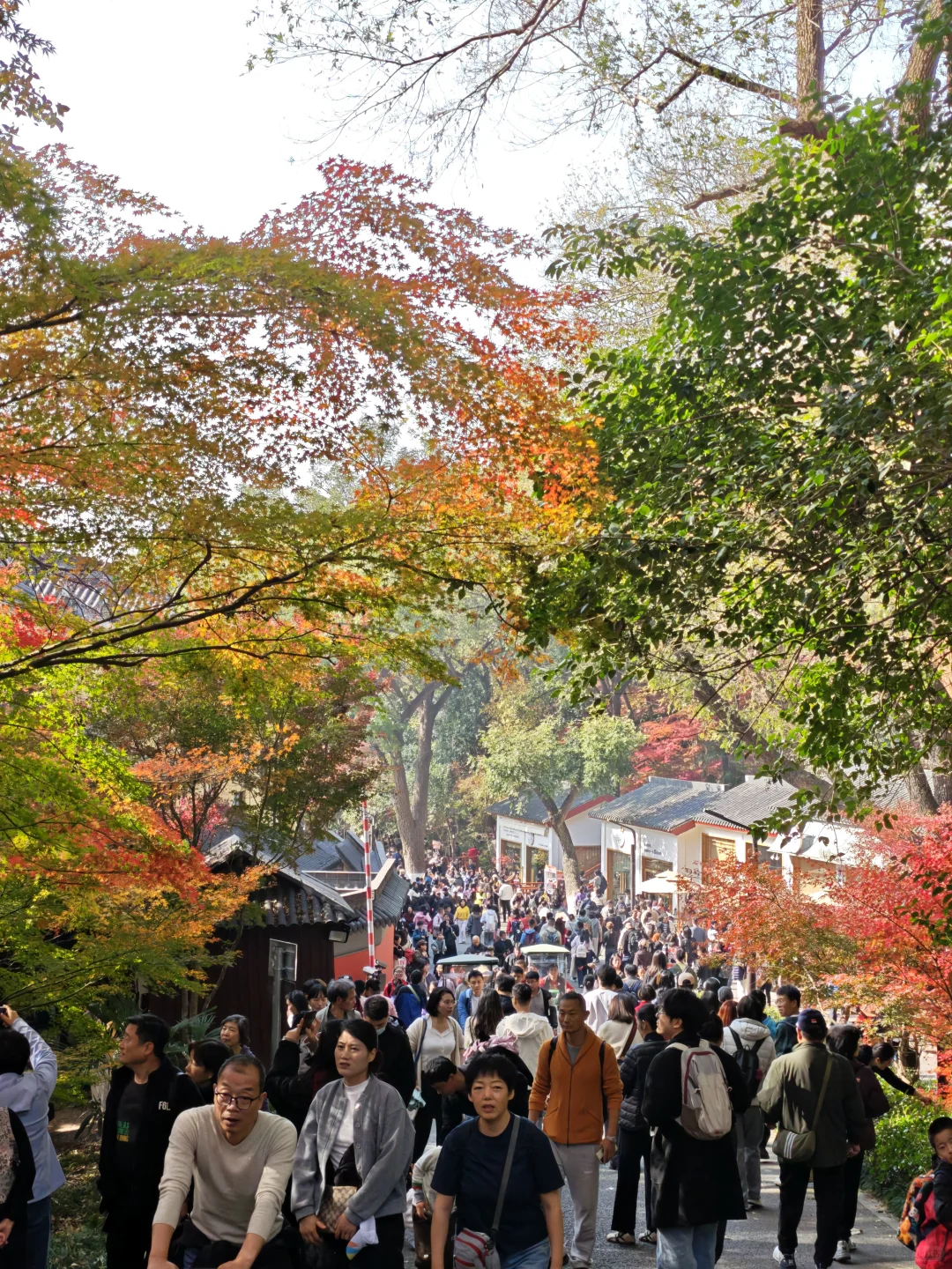 💥南京栖霞山周末来了一亿人！挤爆了～