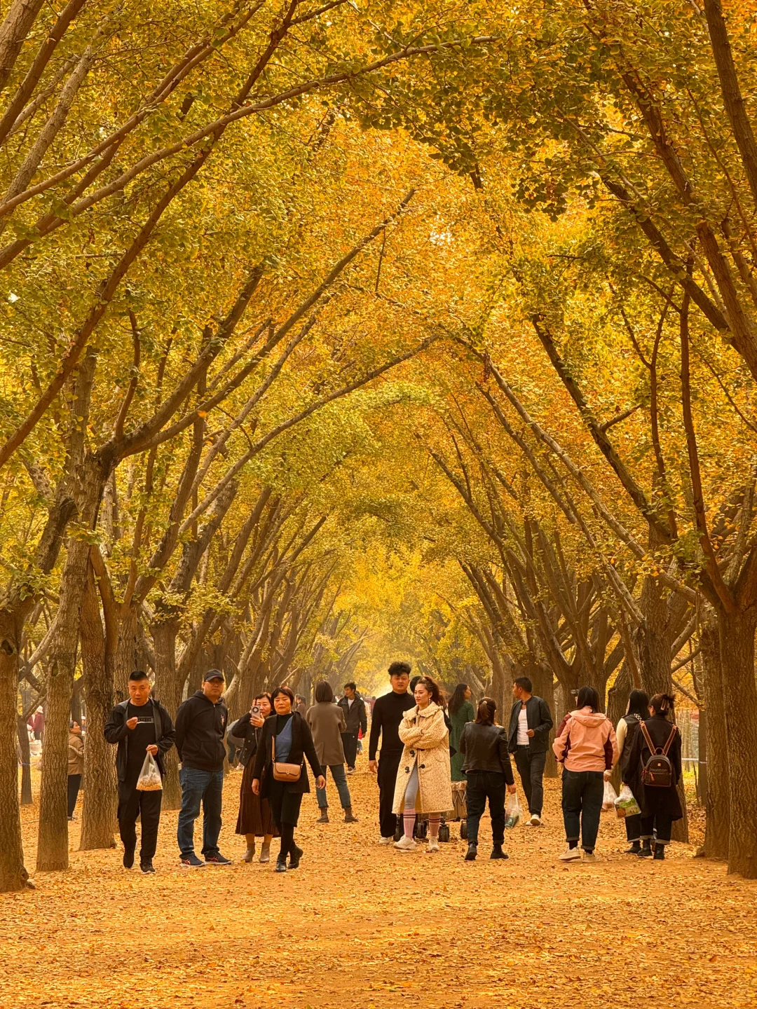 徐州的秋天🍂真的美疯了！！！