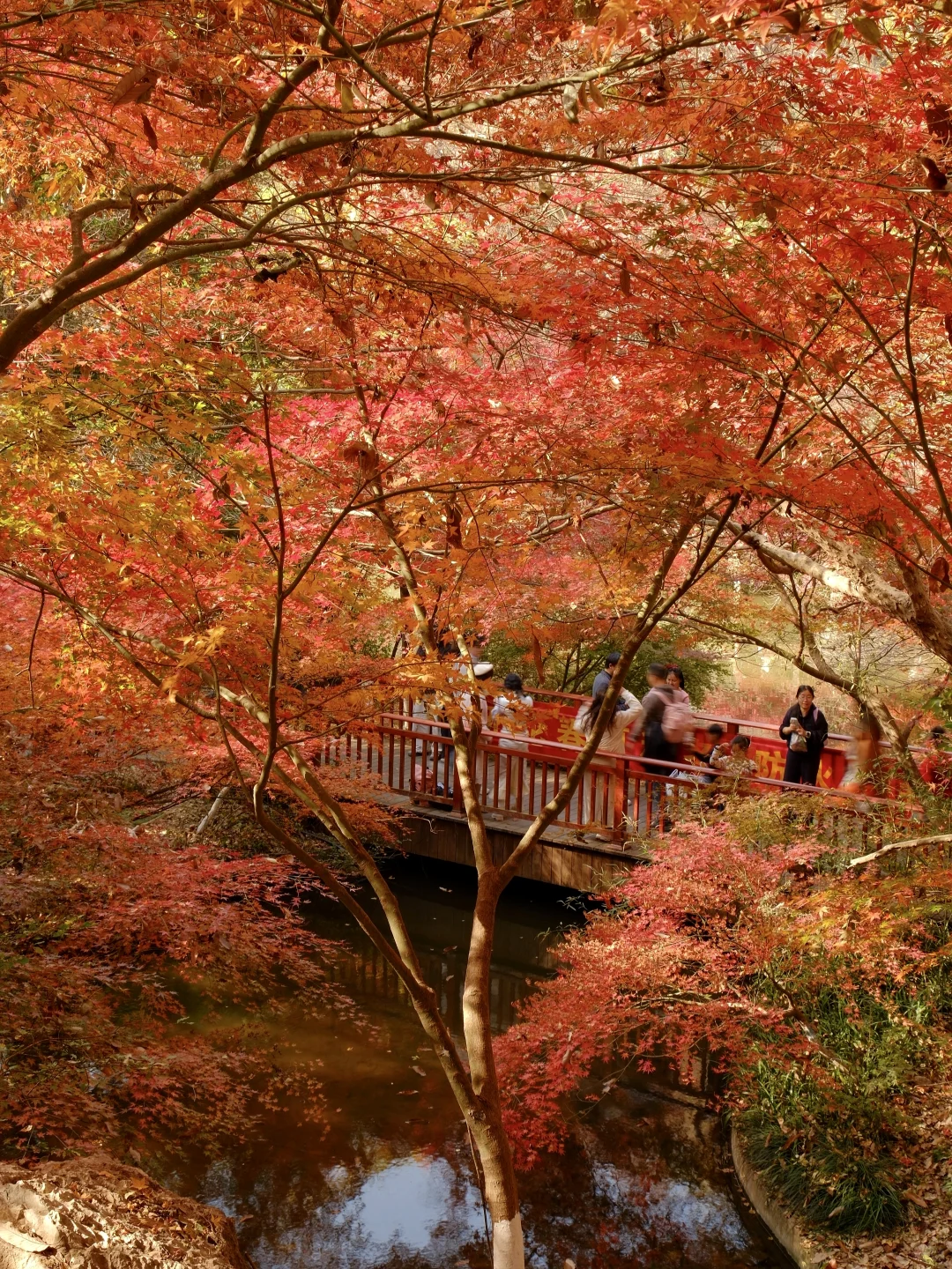 南京栖霞山最美时刻