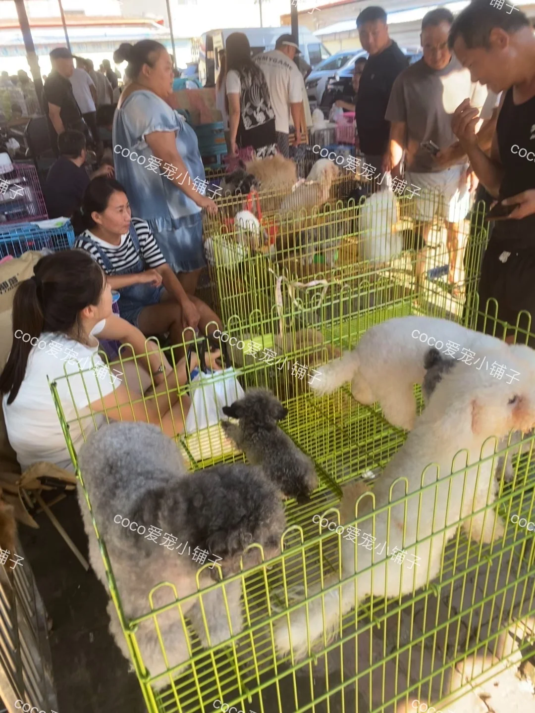 南京鼓楼猫狗市场，看猫看狗好去处 推荐