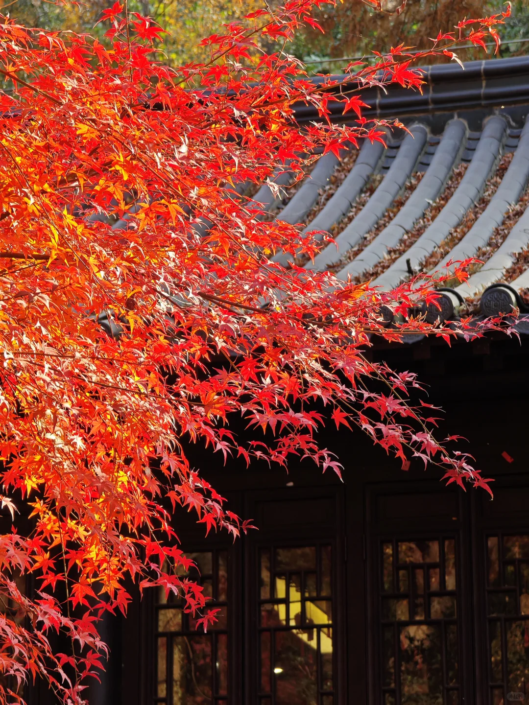 南京栖霞山最美时刻