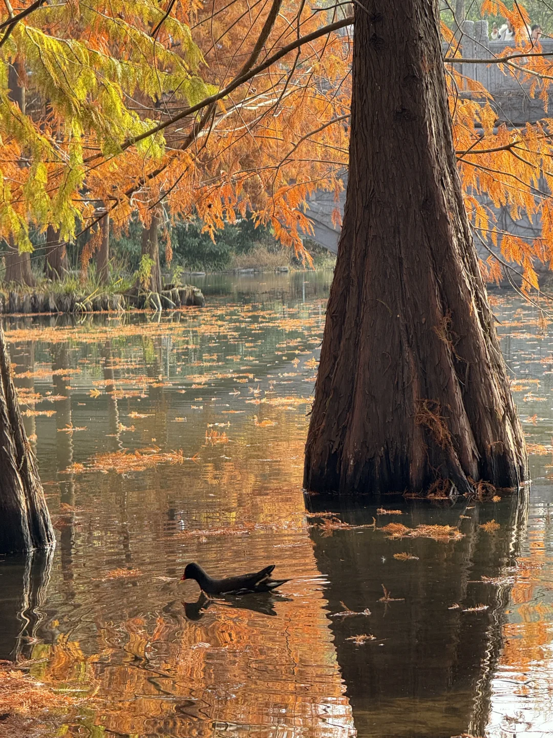 12.1实况！！今日南京梧桐大道…