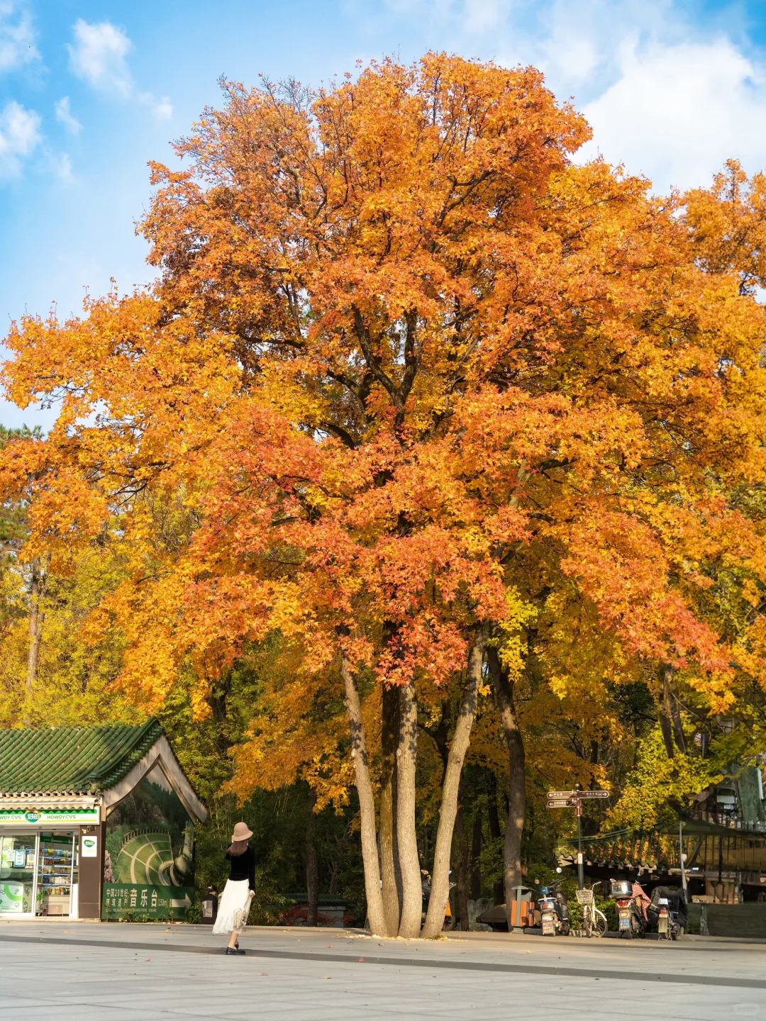 我宣布‼️没有一个城市比南京更懂秋天😭
