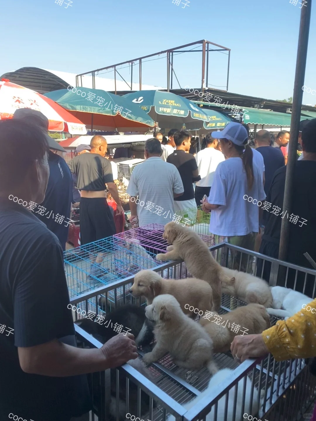 南京鼓楼猫狗市场，看猫看狗好去处 推荐