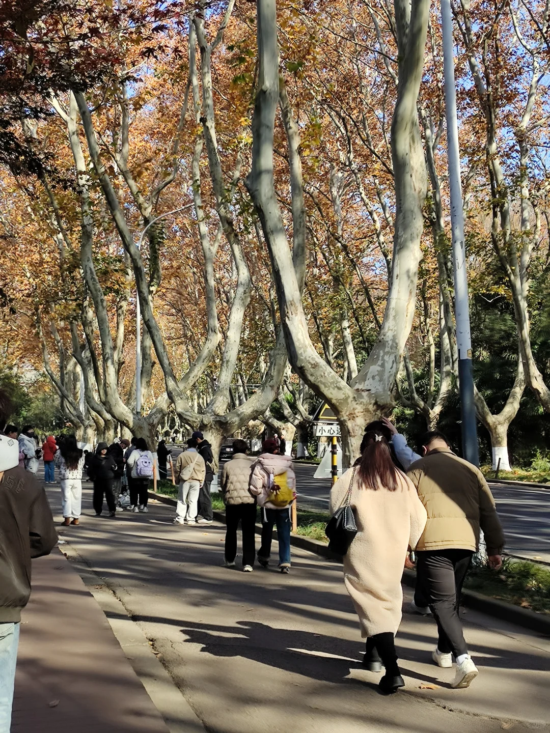 12.3梧桐大道黄叶进度95% 实时游客穿搭