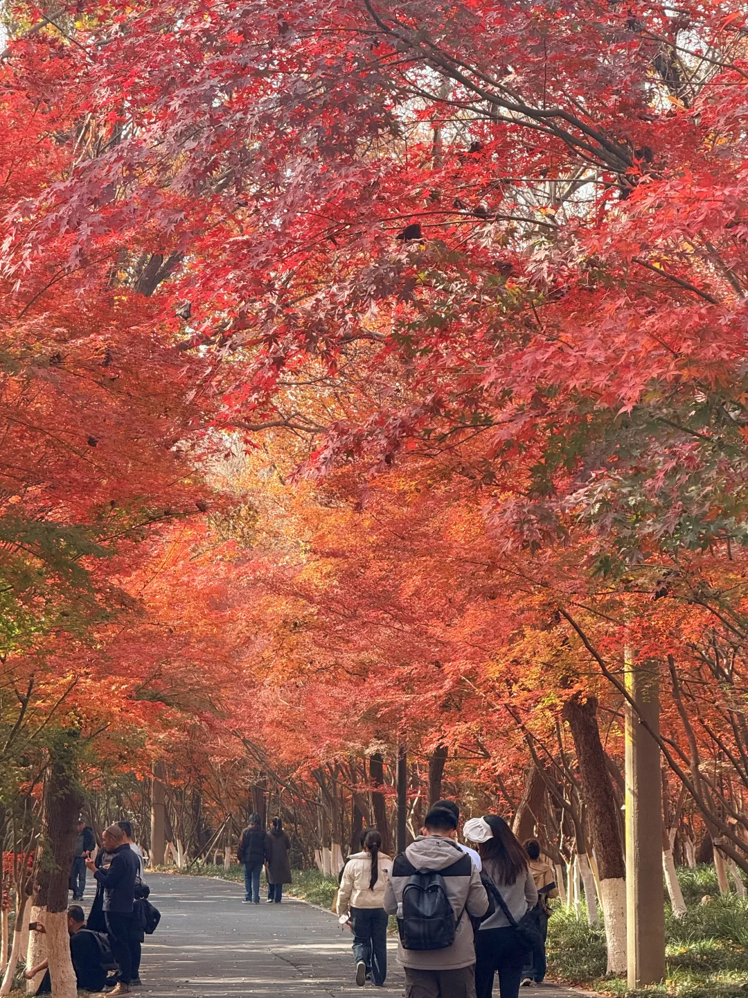 12.1栖霞山枫叶实拍❗美晕