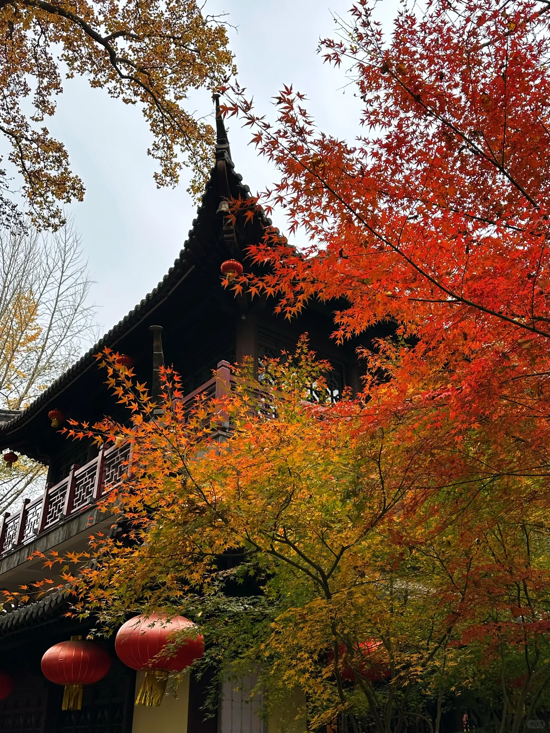 12.02南京栖霞山实况live（免票版）