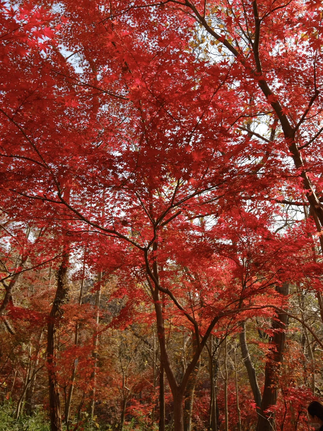 南京栖霞山最美时刻
