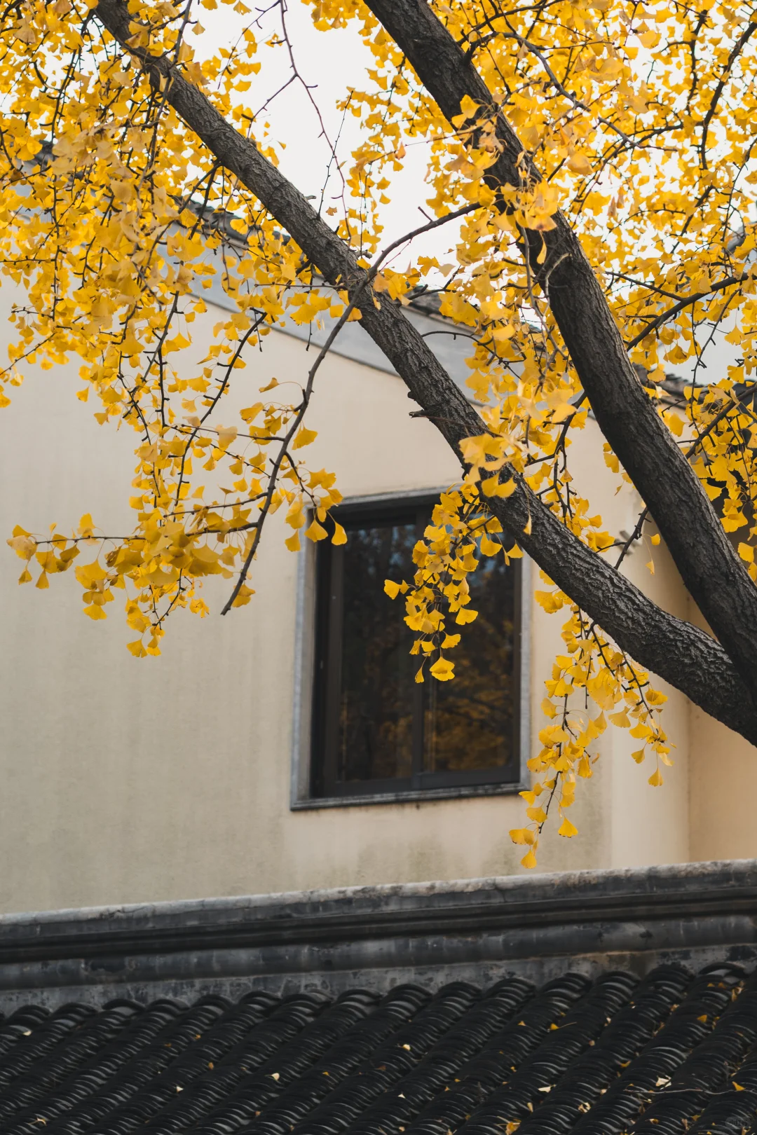 12.1 实况 再不来苏州赏银杏，就不用来了