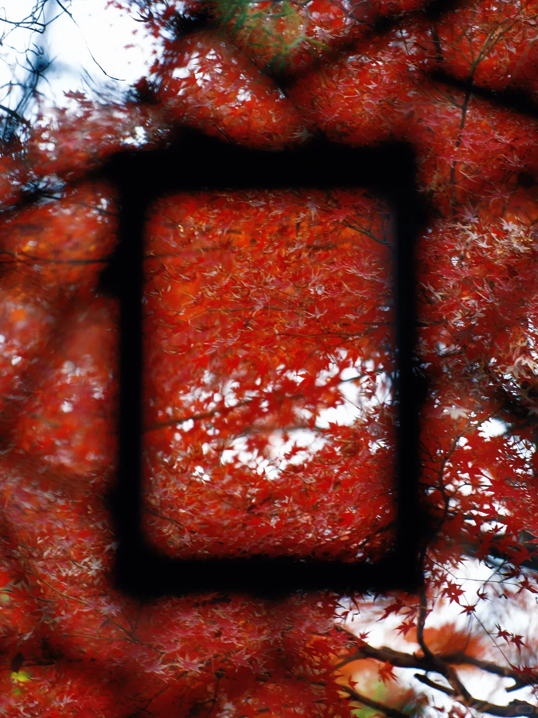 12🈷️实拍🍁秋天的苏州简直美疯了🍂