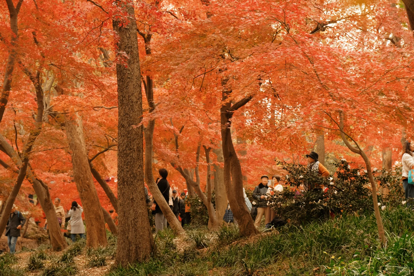 在南京看到了漂亮的红色枫叶🍁