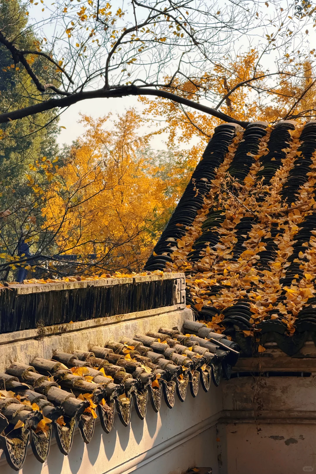 苏州|顶级秋色在虎丘