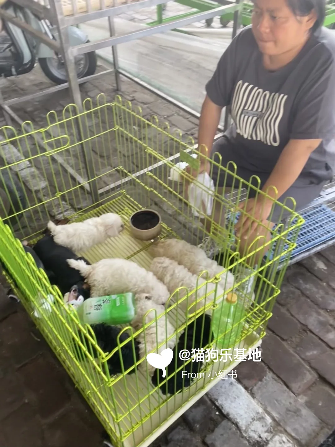 南京大型宠物市场 撸猫撸狗好去处