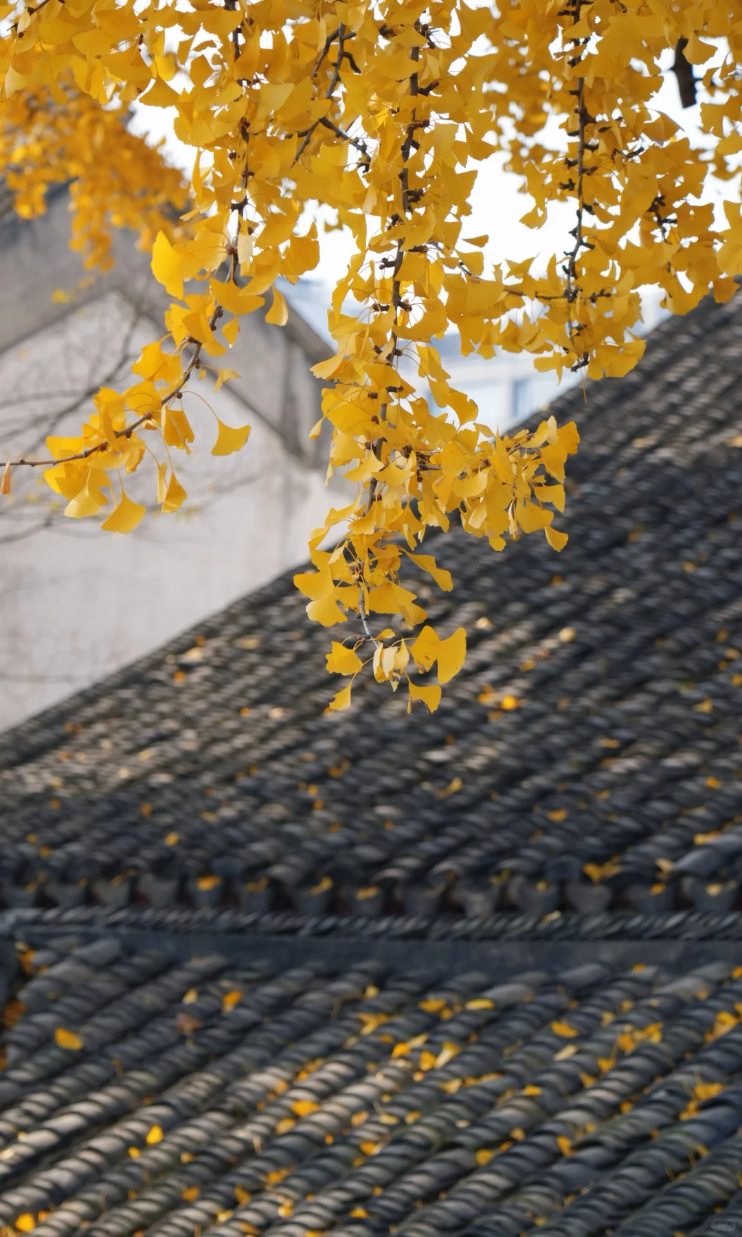 📷 怡园 苏州今年最后的一抹秋色了