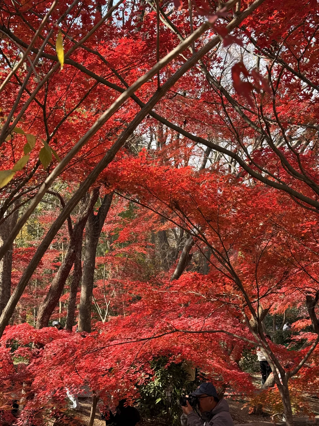 12.4实况｜南京中山植物园北园枫叶正红🍁
