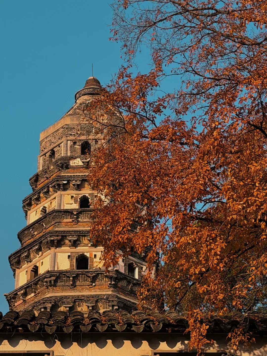 苏州|顶级秋色在虎丘