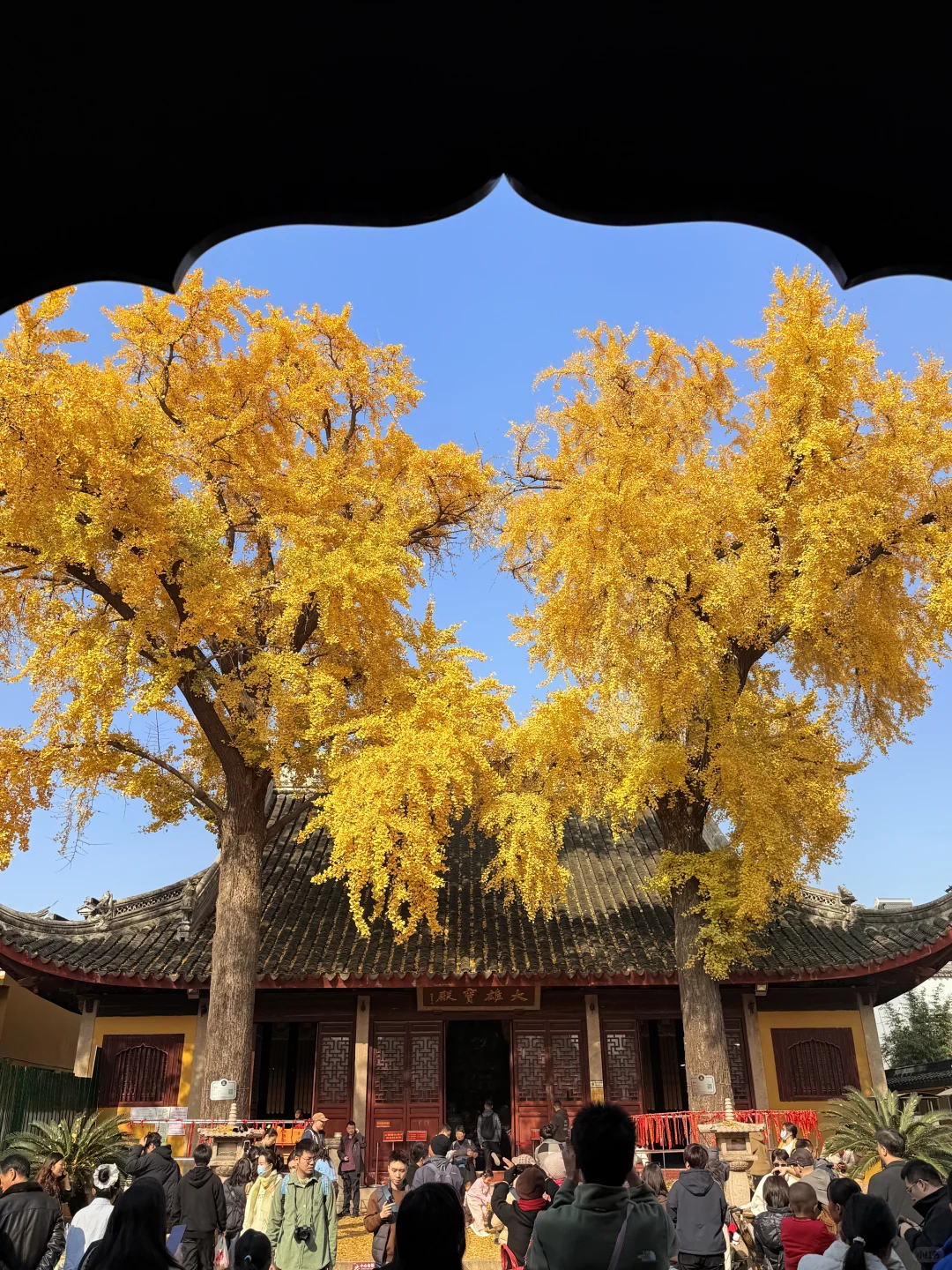 12.8实拍🍁苏州最新赏秋citywalk路线！！！！！