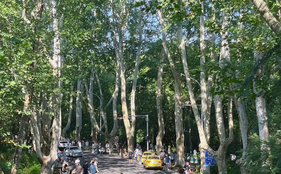 南京人的17岁夏天