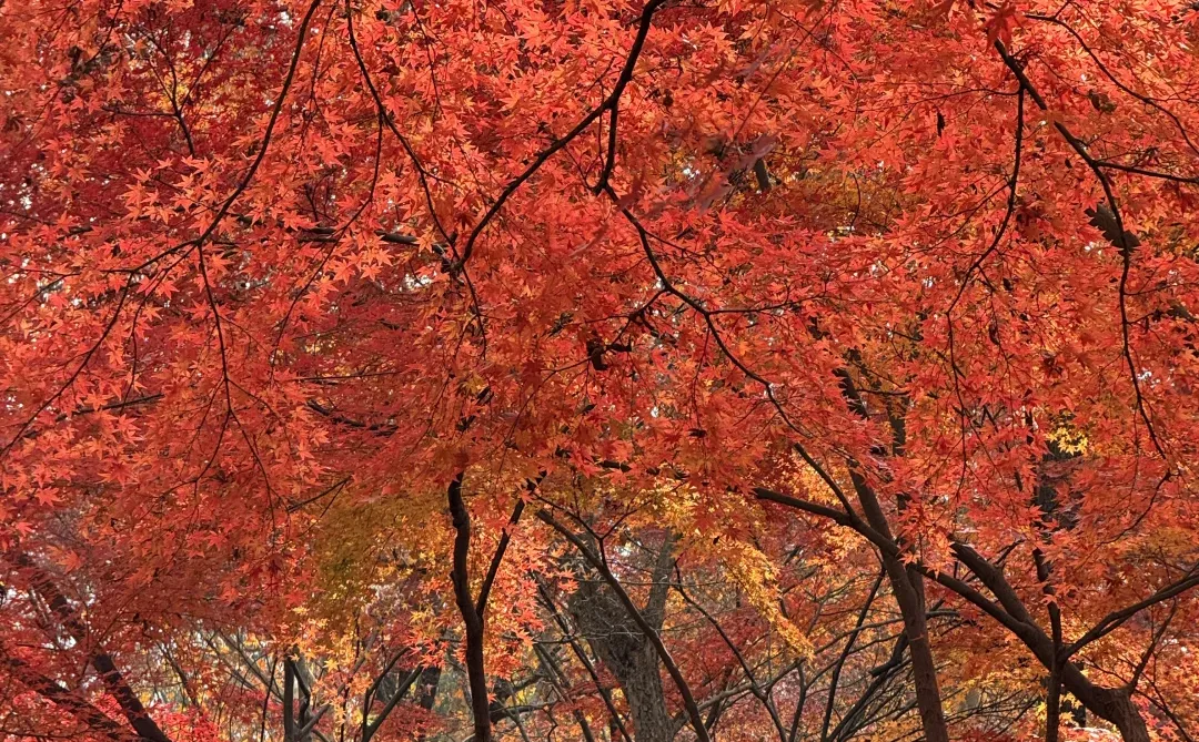 12.4实况｜南京中山植物园北园枫叶正红🍁