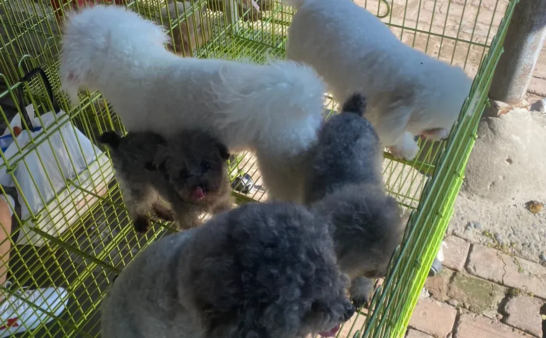 南京大型宠物市场 撸猫撸狗好去处