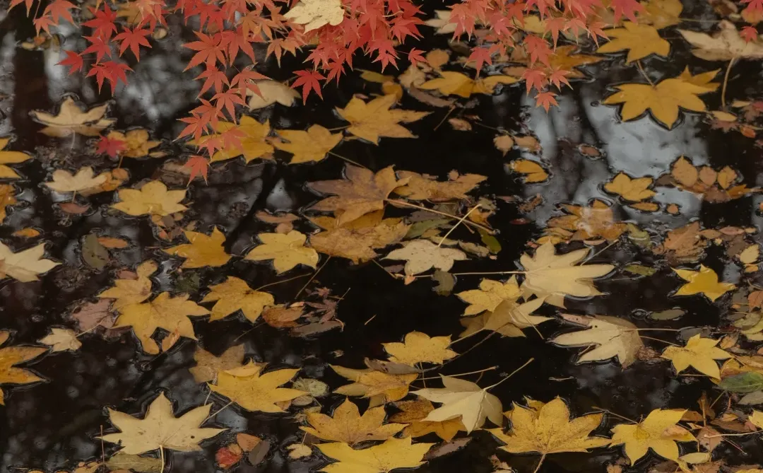 在南京看到了漂亮的红色枫叶🍁