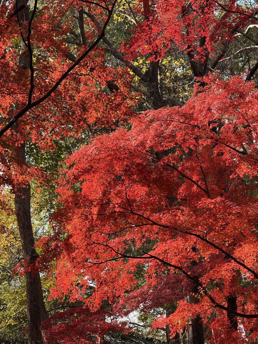 12.4实况｜南京中山植物园北园枫叶正红🍁
