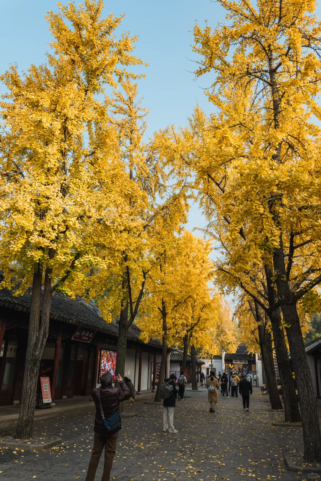 12.1 实况 再不来苏州赏银杏，就不用来了