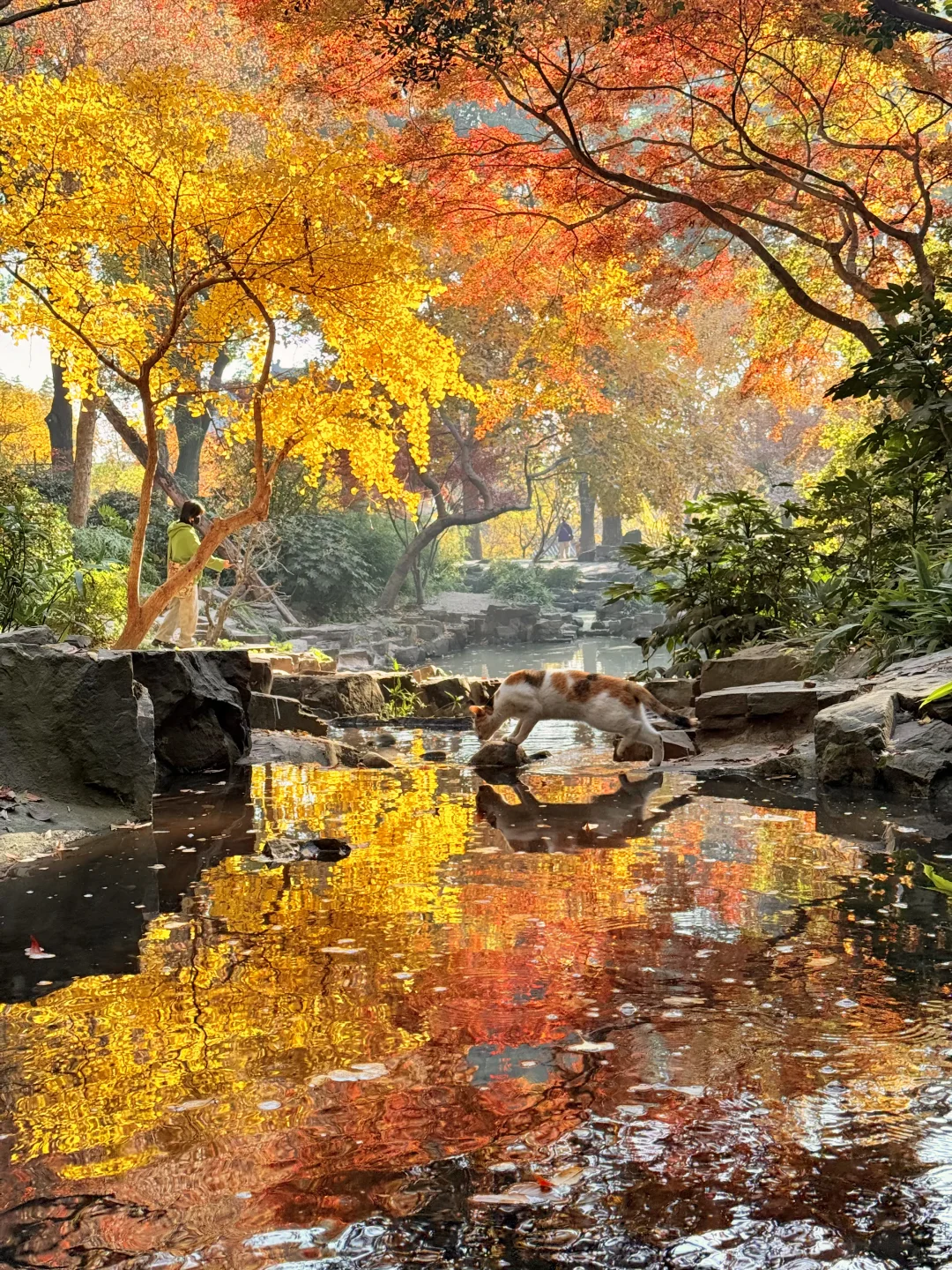 12.8实拍🍁苏州最新赏秋citywalk路线！！！！！