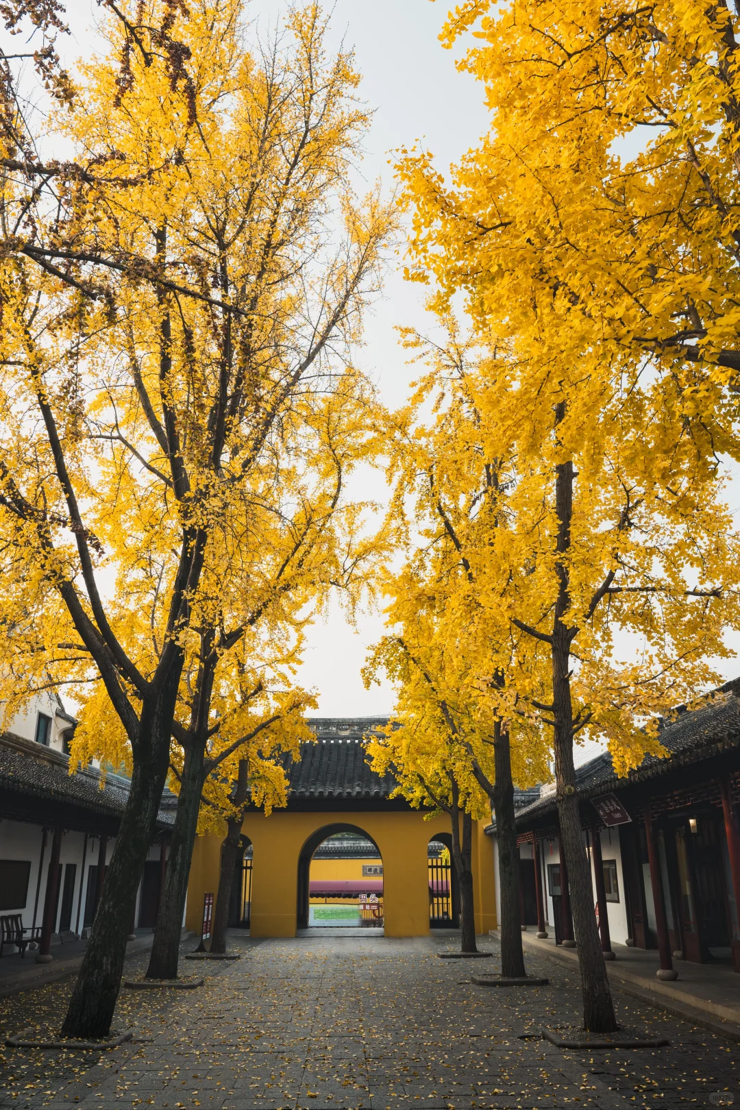 12.1 实况 再不来苏州赏银杏，就不用来了