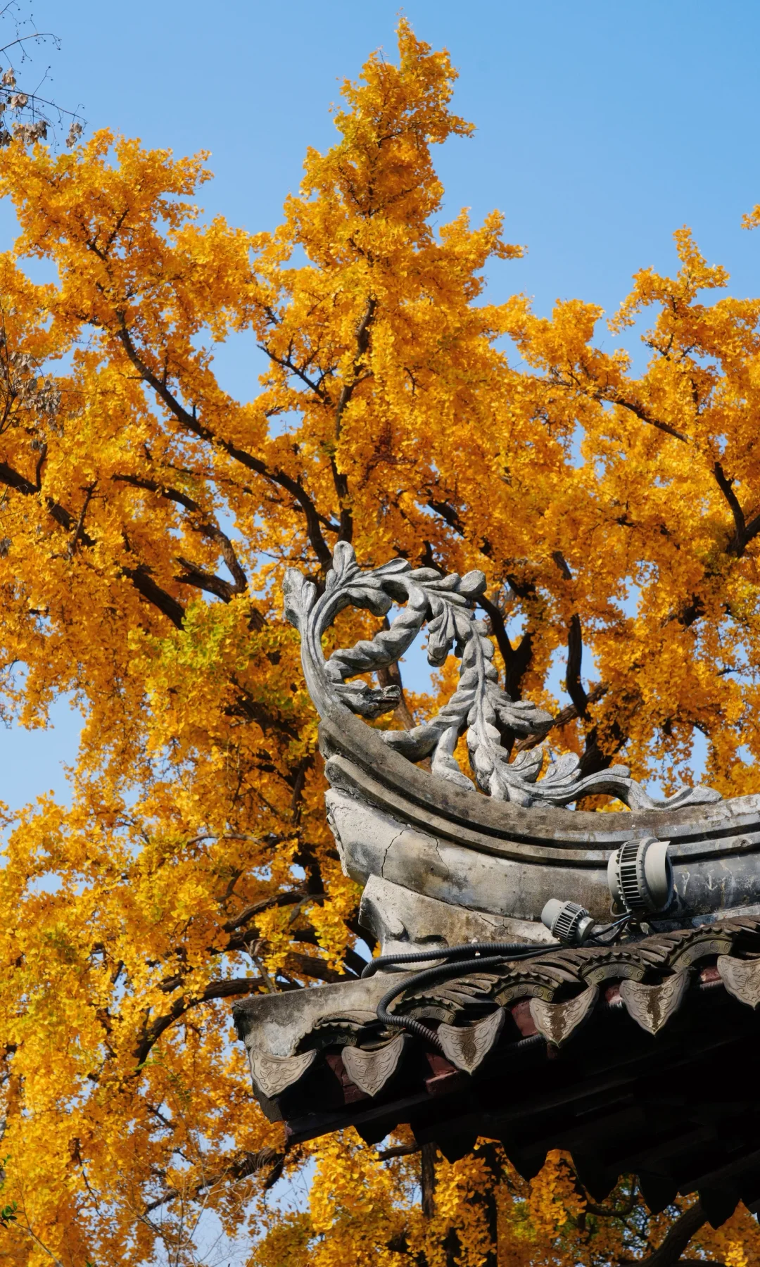 📷 怡园 苏州今年最后的一抹秋色了