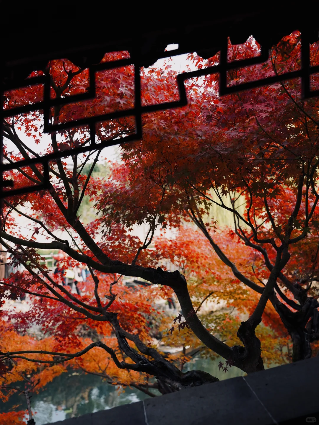 12🈷️实拍🍁秋天的苏州简直美疯了🍂