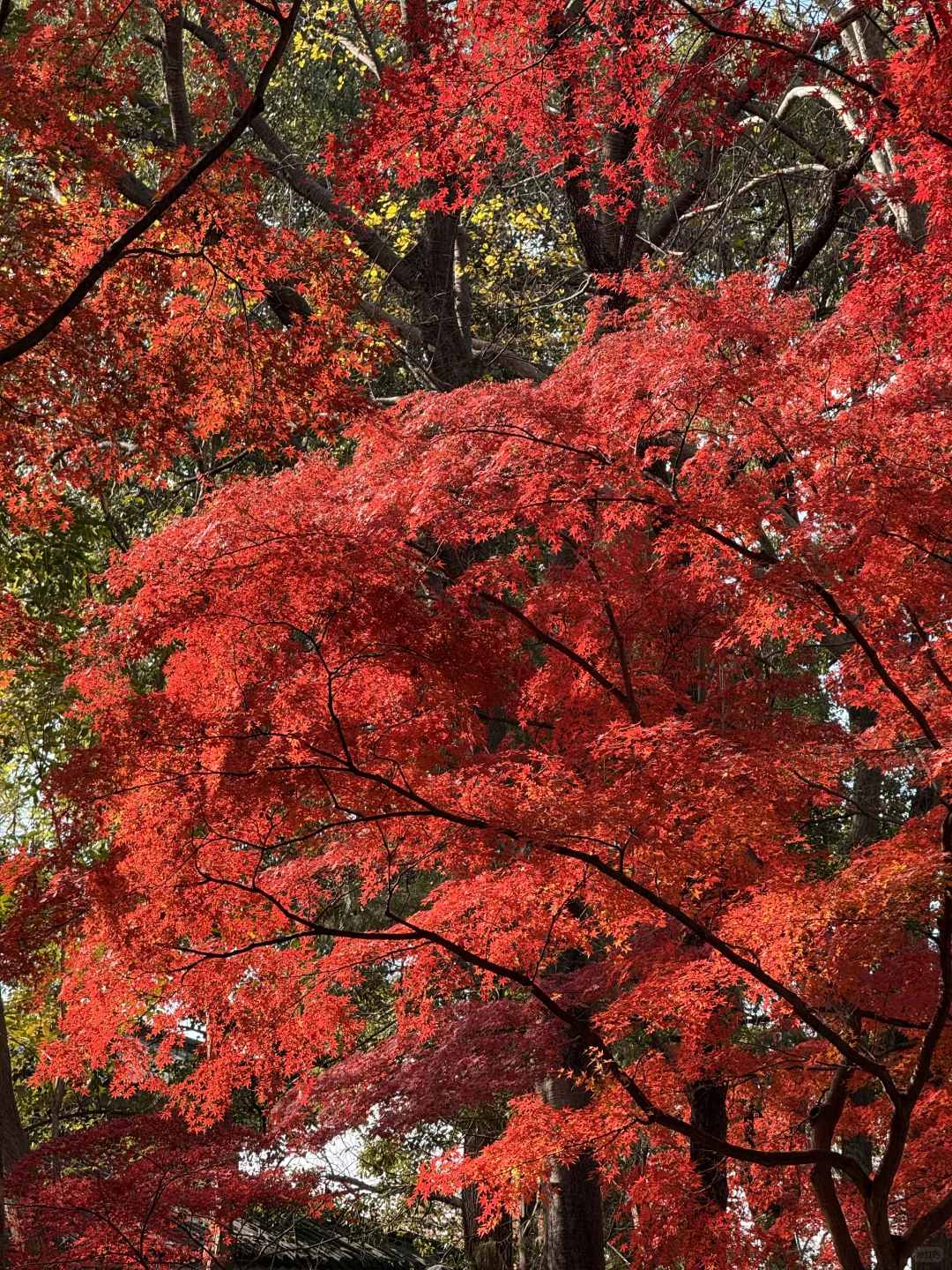 12.4实况｜南京中山植物园北园枫叶正红🍁