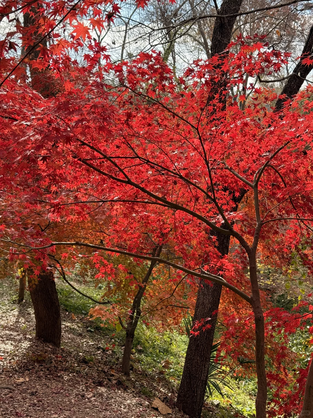 12.4实况｜南京中山植物园北园枫叶正红🍁