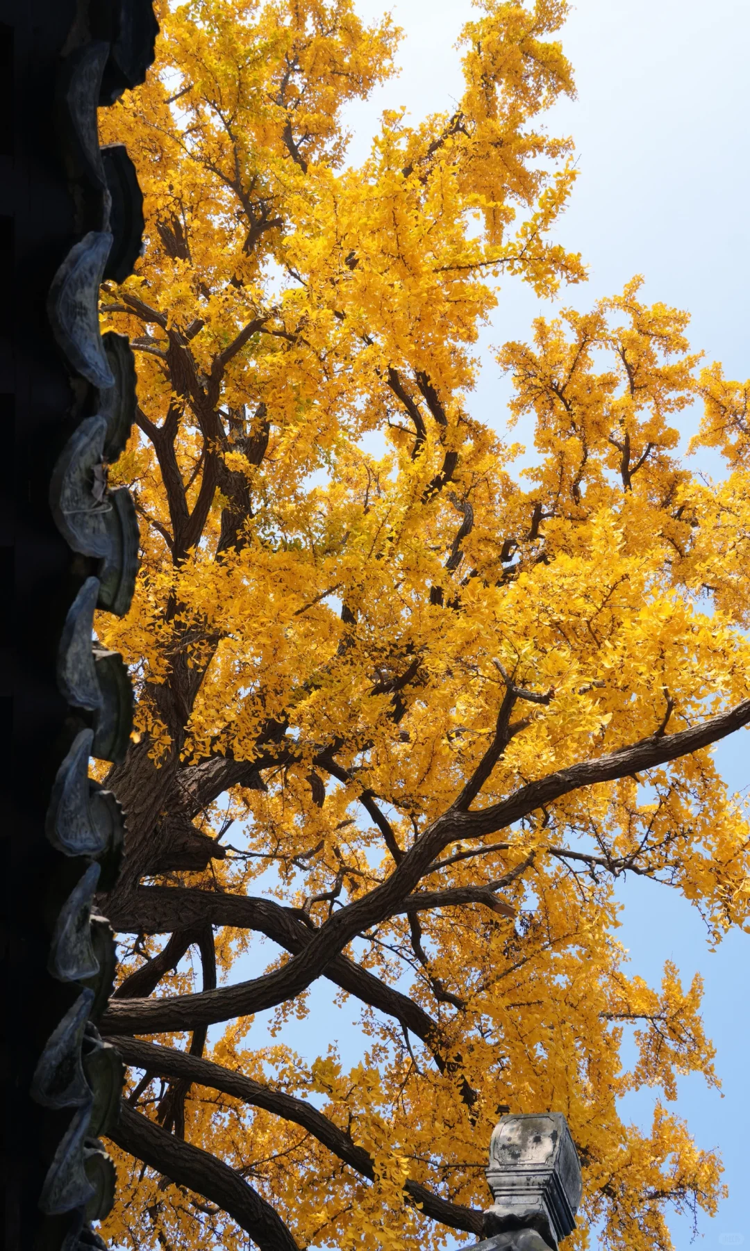 📷 怡园 苏州今年最后的一抹秋色了