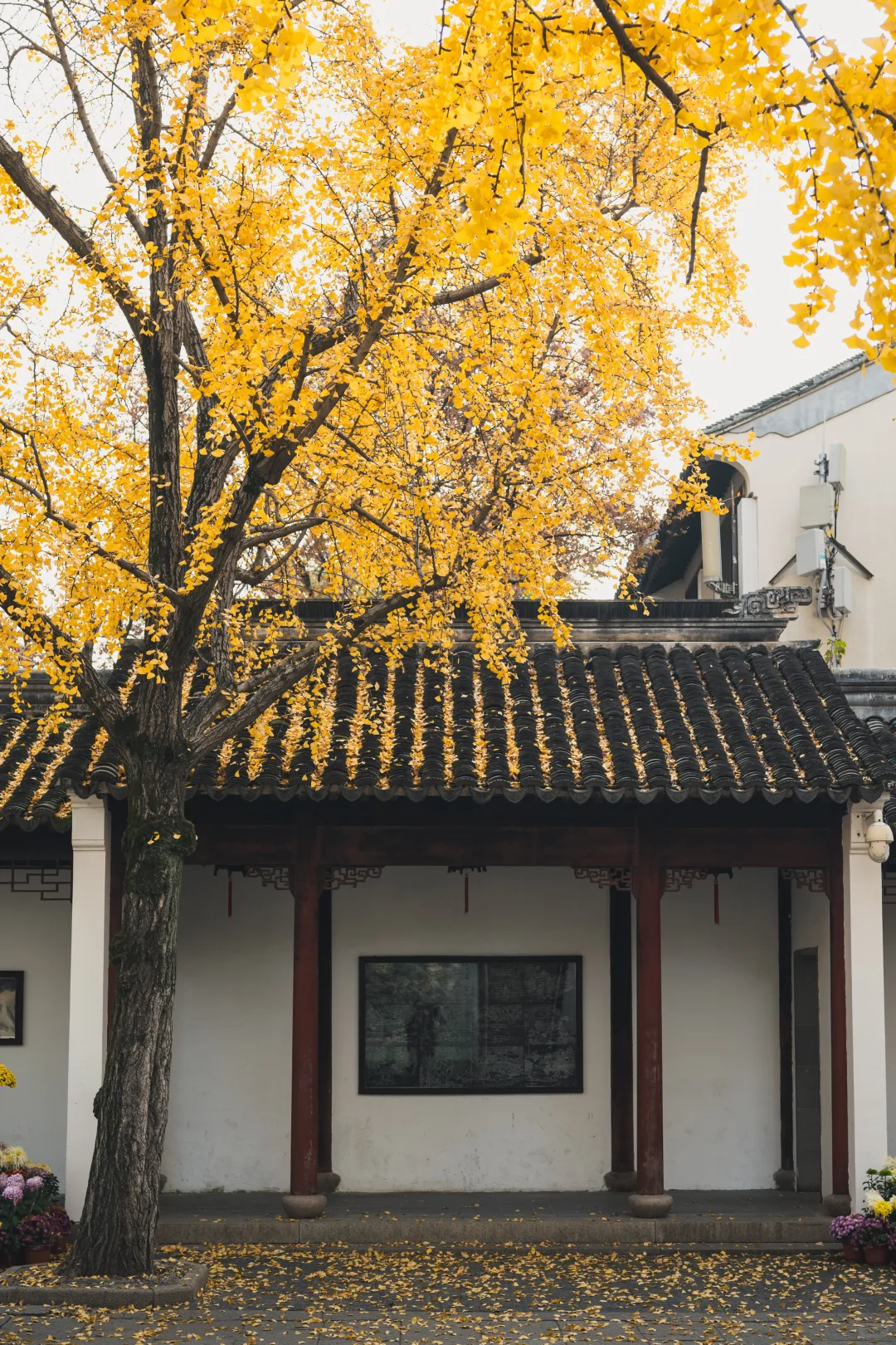 12.1 实况 再不来苏州赏银杏，就不用来了