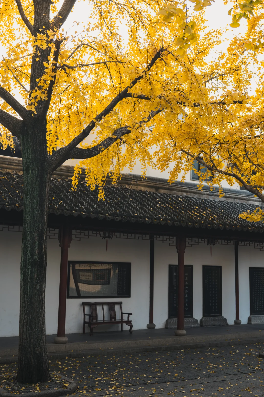 12.1 实况 再不来苏州赏银杏，就不用来了