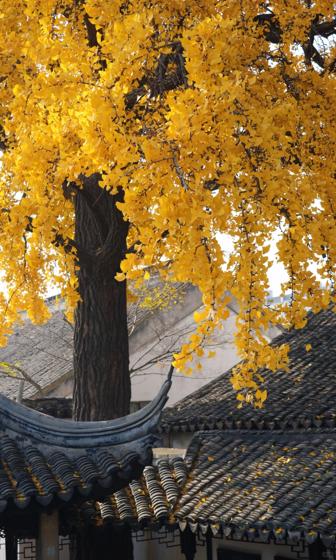 📷 怡园 苏州今年最后的一抹秋色了