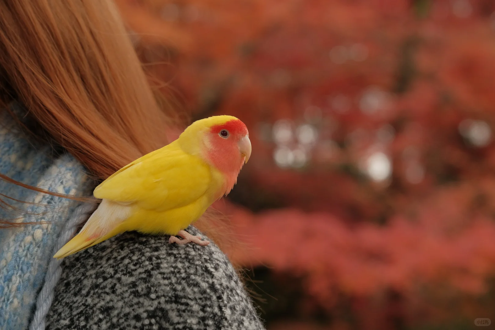在南京看到了漂亮的红色枫叶🍁