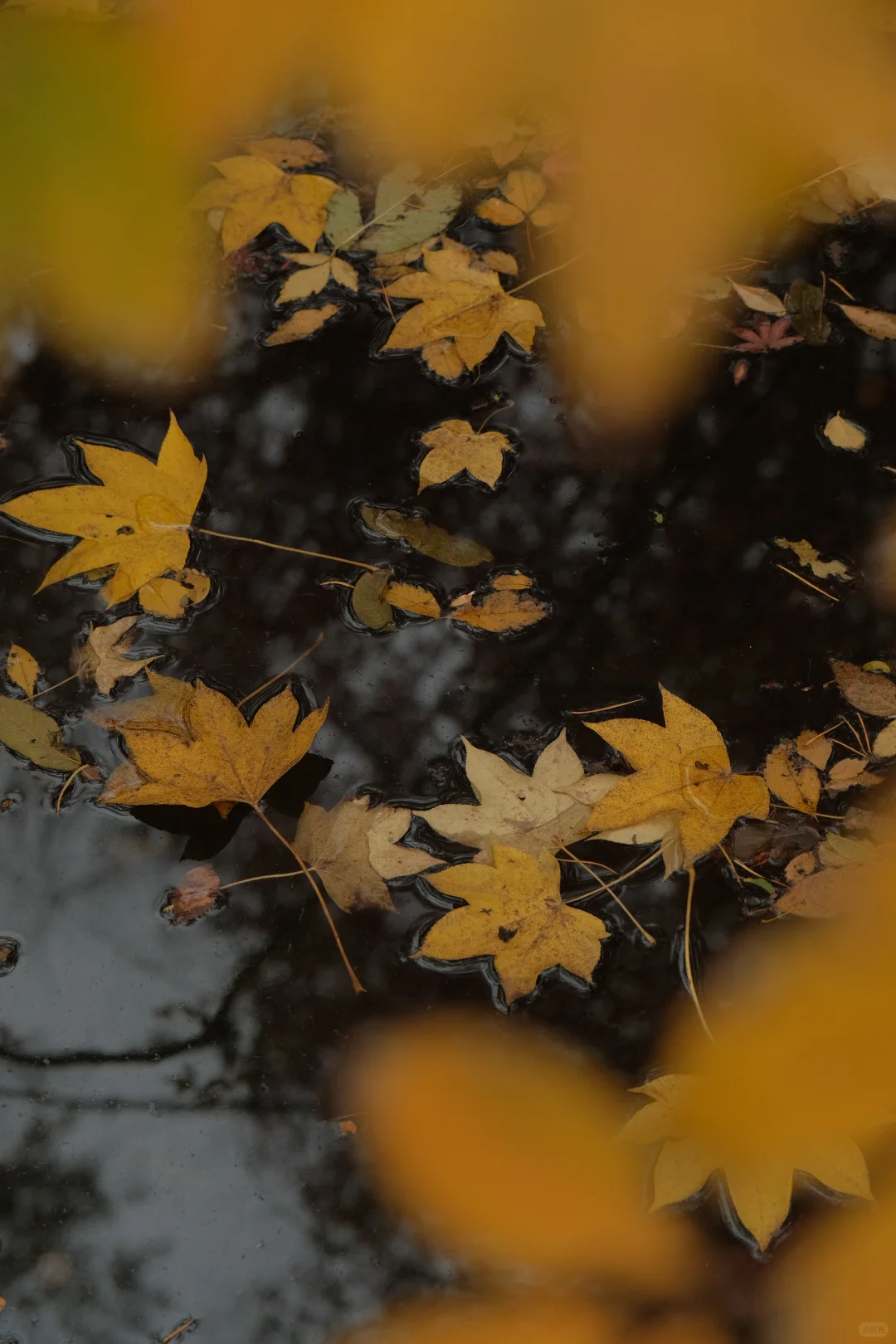 在南京看到了漂亮的红色枫叶🍁