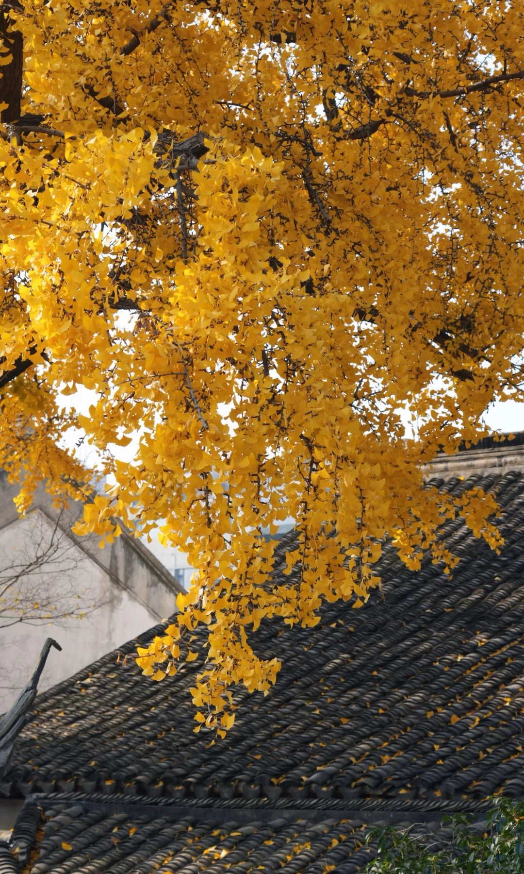 📷 怡园 苏州今年最后的一抹秋色了