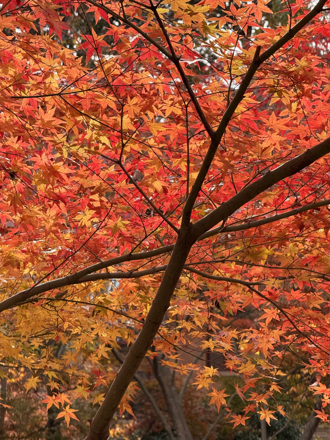 12.4实况｜南京中山植物园北园枫叶正红🍁