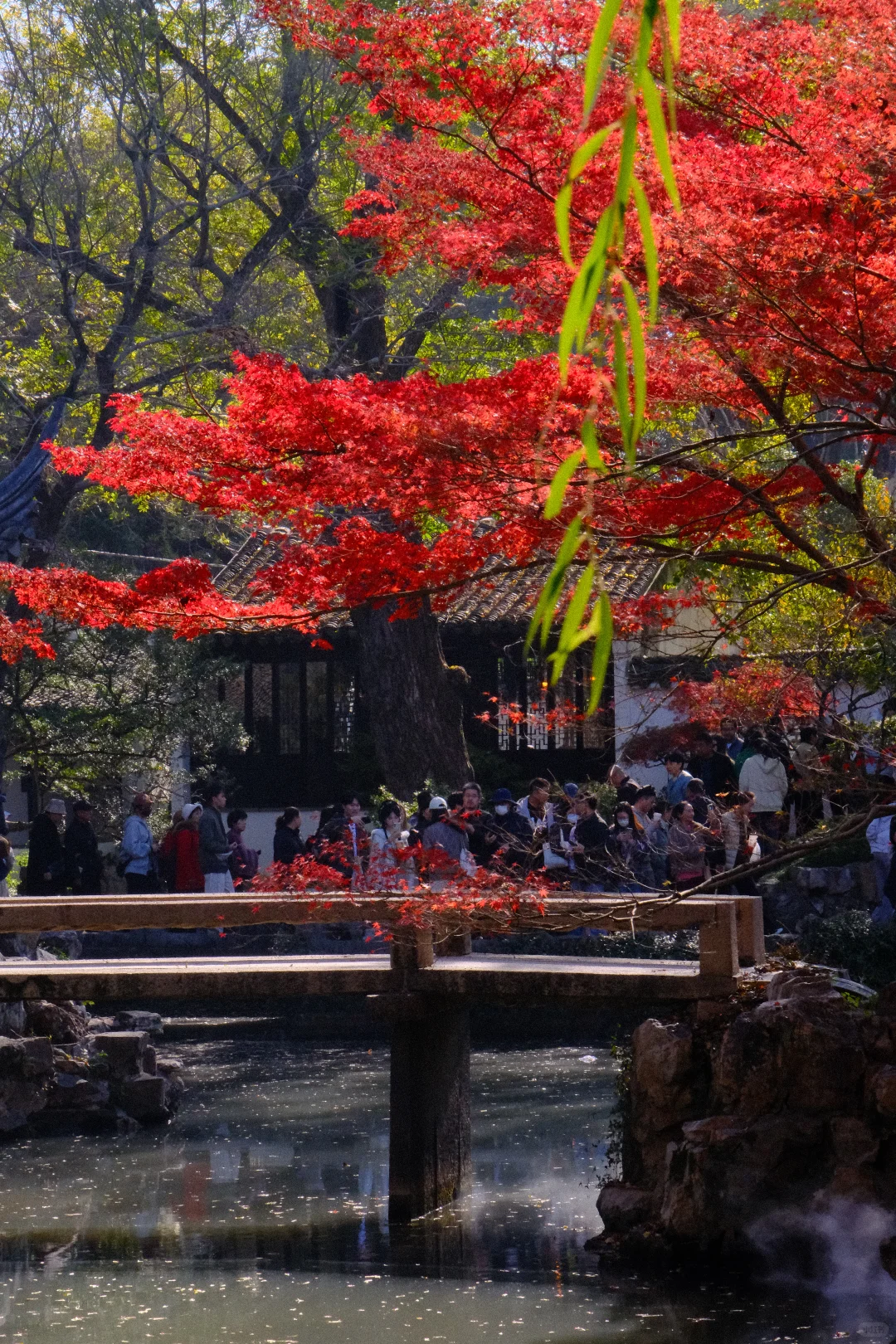 永远会被姑蘇的秋天惊艳！