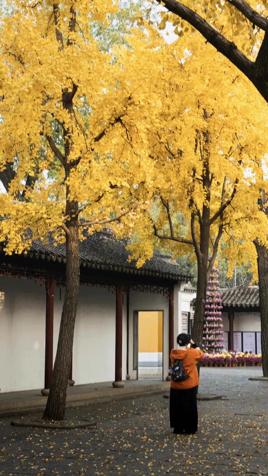 12.1 实况 再不来苏州赏银杏，就不用来了