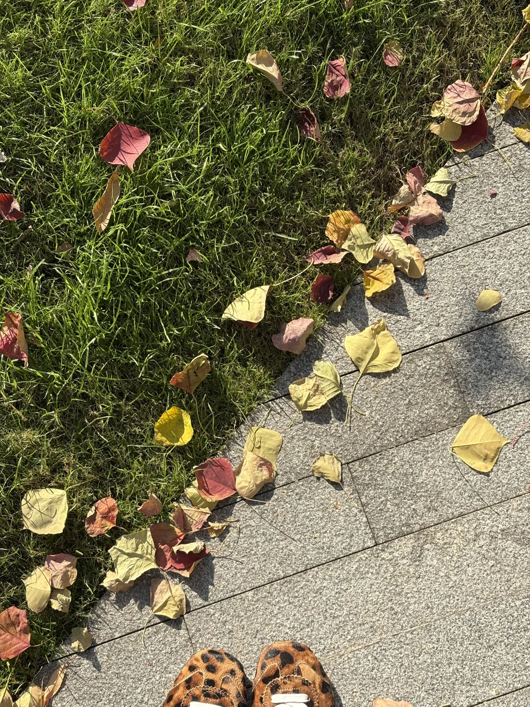 南京的秋天冷冷的🍂