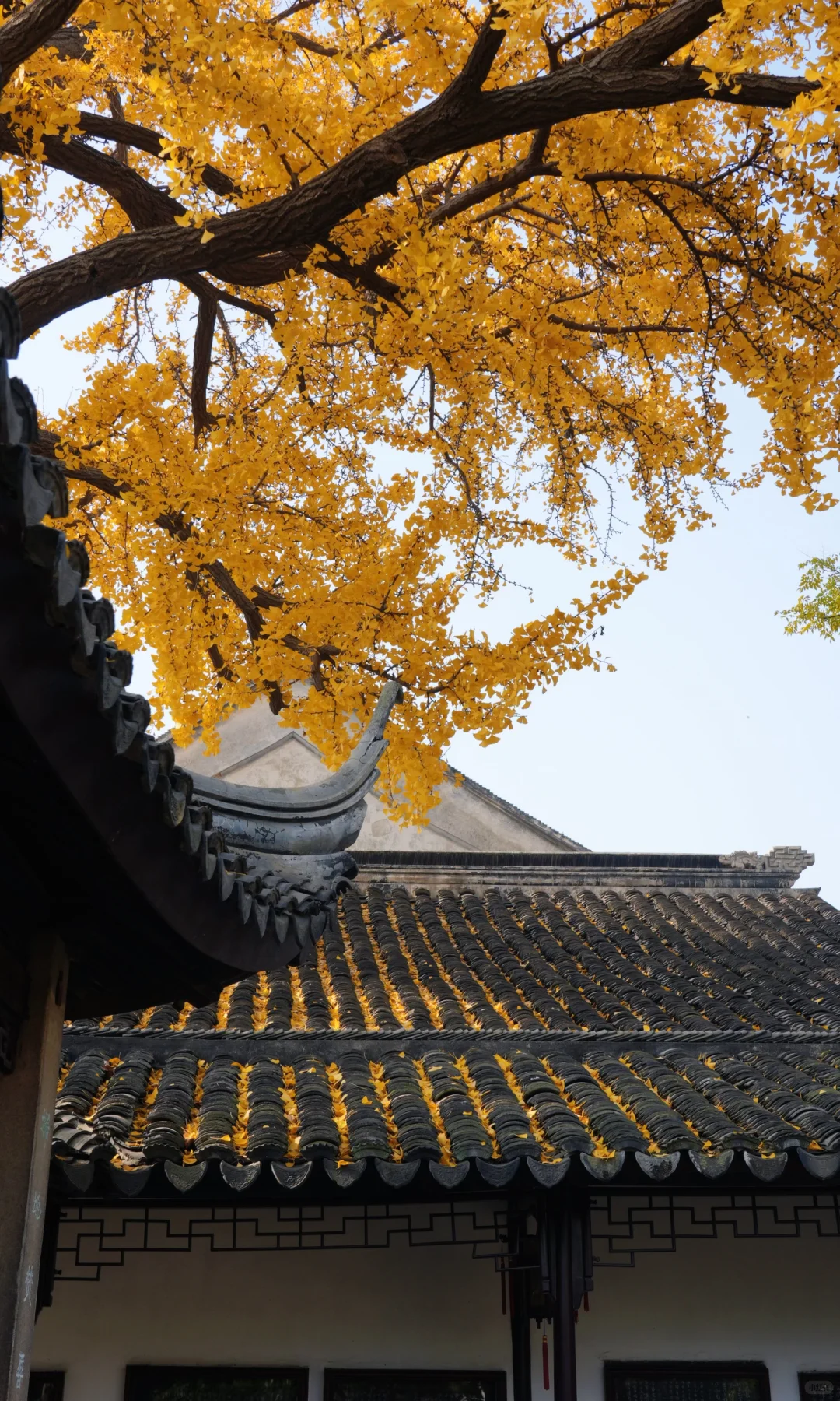 📷 怡园 苏州今年最后的一抹秋色了