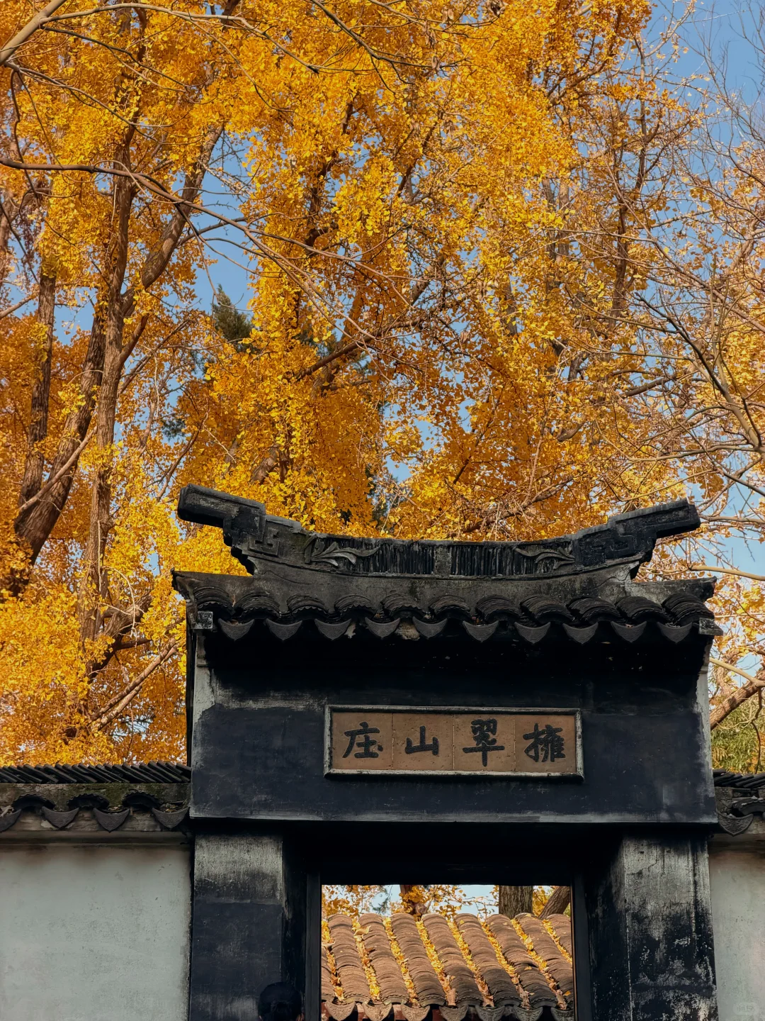 苏州|顶级秋色在虎丘